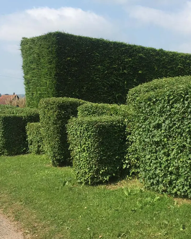 richard-fordham-hedge-trimming-service
